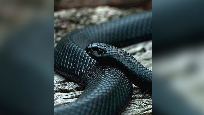Snakes in a drain: Epic struggle to catch ‘monster’ cobra in apartment toilet (VIDEO)