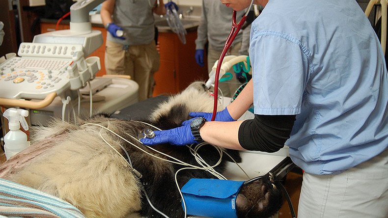 Poor Bei Bei: Baby panda undergoes ‘lifesaving’ surgery after falling ill on Thanksgiving