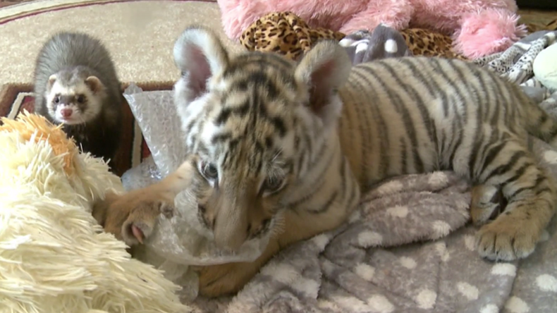 Tiger cub befriends ferret in cutest possible way (VIDEO)