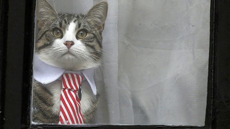 Assange's cat steals spotlight while WikiLeaks boss questioned