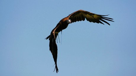 Eagles v Drones: Birds prey on gold mining company’s UAVs