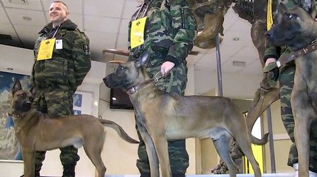 Doggy doubles: Cloned canines to assist Russian police in Siberia (VIDEO)