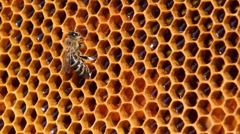 300,000+ honey bees die in mysterious hives attack, poison suspected – report