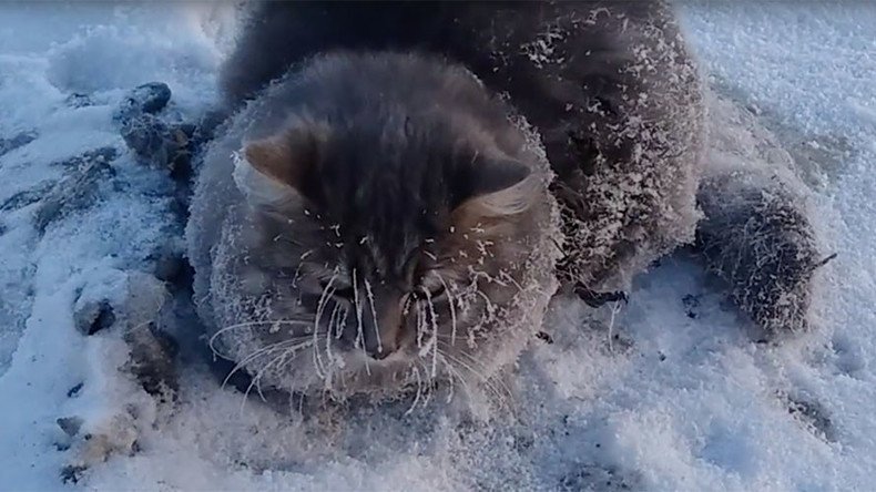 Thawed paws: Cat stuck in ice puddle rescued by Russian couple (VIDEO)