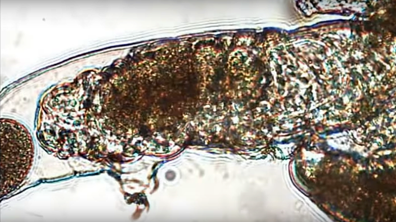 Size isn’t everything: Tiny animals sex tape shows tardigrade couple's mating marathon (VIDEO)