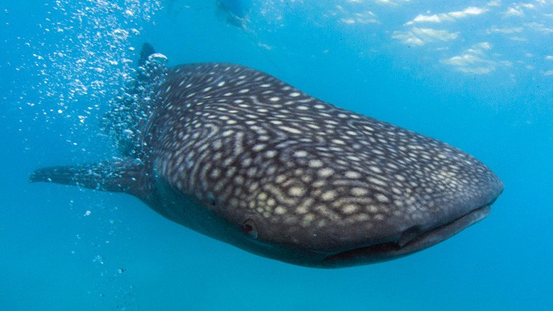 Rare 42ft whale shark carcass washes up on Indian beach (PHOTOS) 