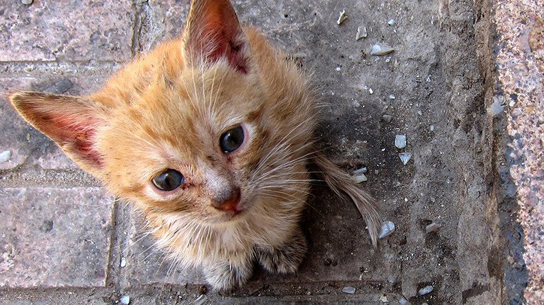 Nerve-shredding footage shows tiny kitten cheat death on busy Russian highway (VIDEO)