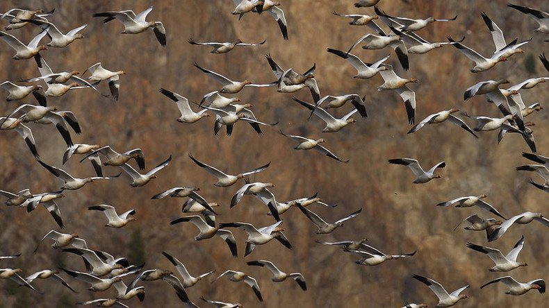 1,000s of geese die after landing in toxic waters of Montana pit mine