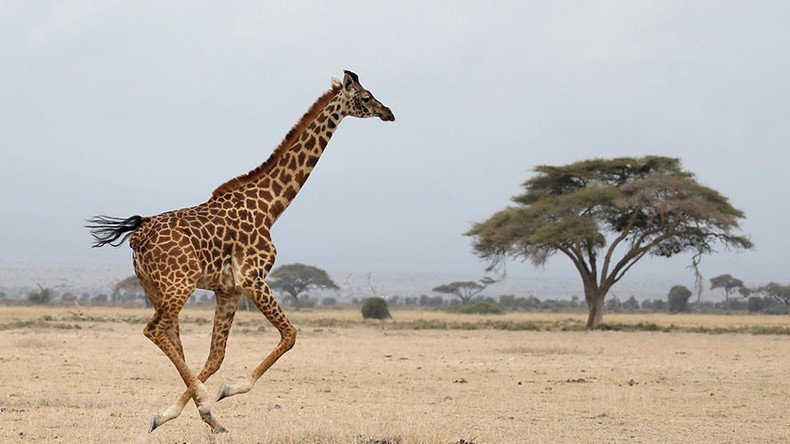 Giraffe population plummets by a third, experts fear for species’ survival