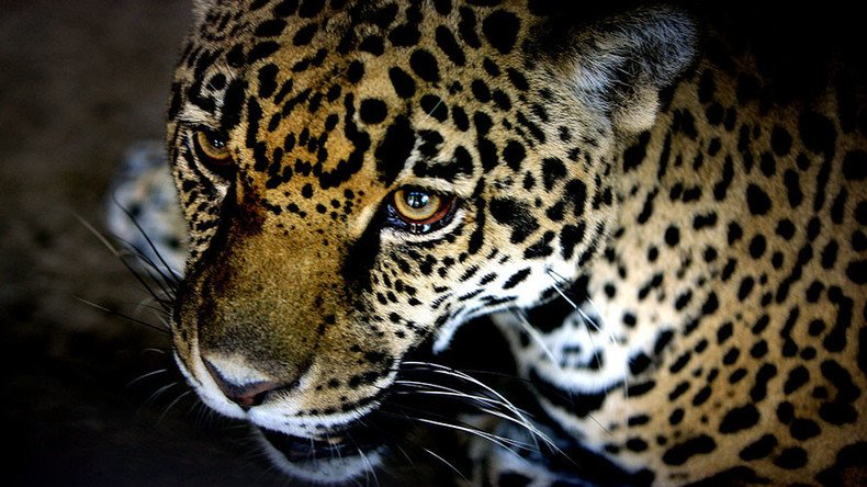 Rare jaguar spotted on prowl in Arizona, doubling population (PHOTO)
