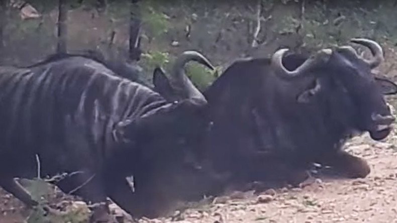 Very bewildered-beest tries to bring his buddy back to life (VIDEO)