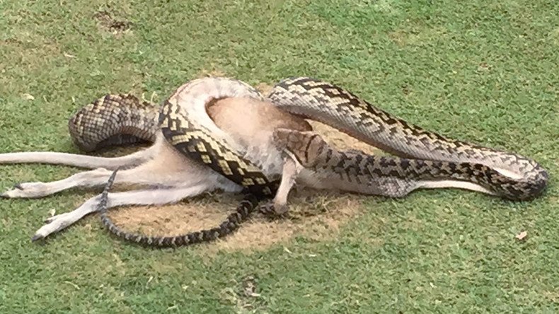 Whole in one? Python devours wallaby in golf course attack (PHOTO)