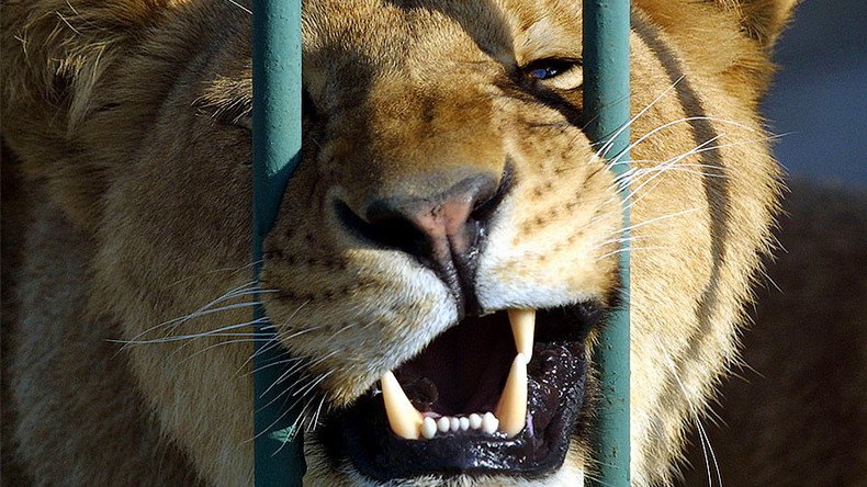 Lioness mauls drunken Russian zoo employee who wanted to pet her