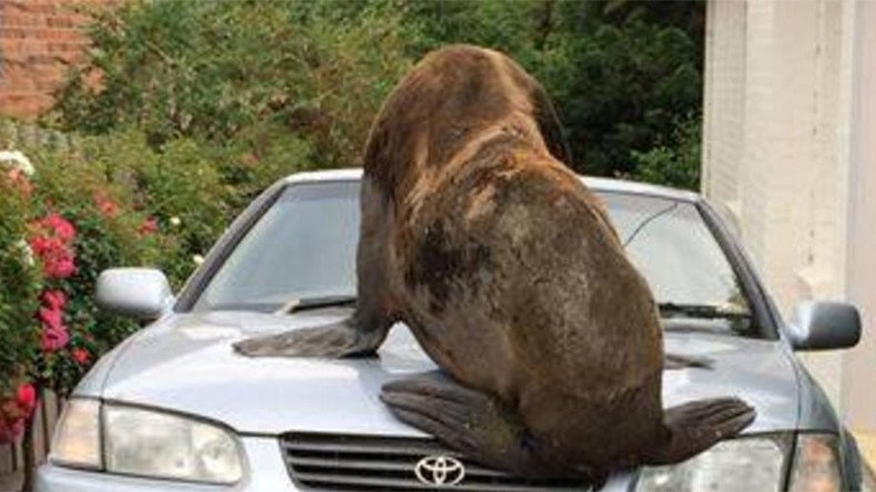 Seal on the loose: Tasmanian police search for runaway animal (PHOTOS) 