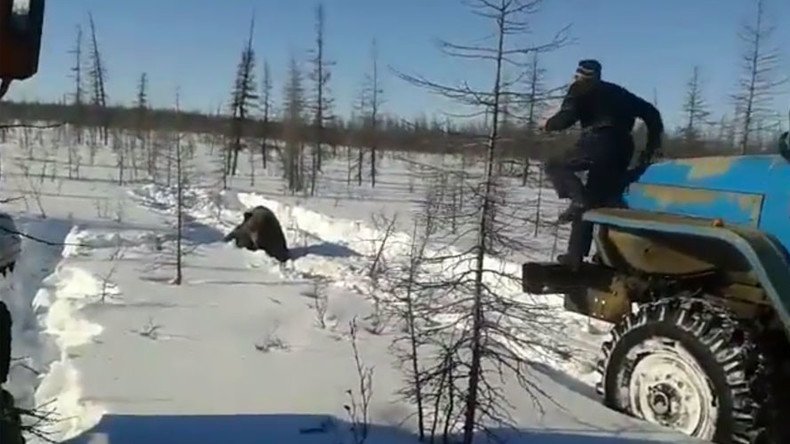 ‘Crush him!’ Bear tortured & killed by workers with trucks in Siberia (GRAPHIC VIDEO)