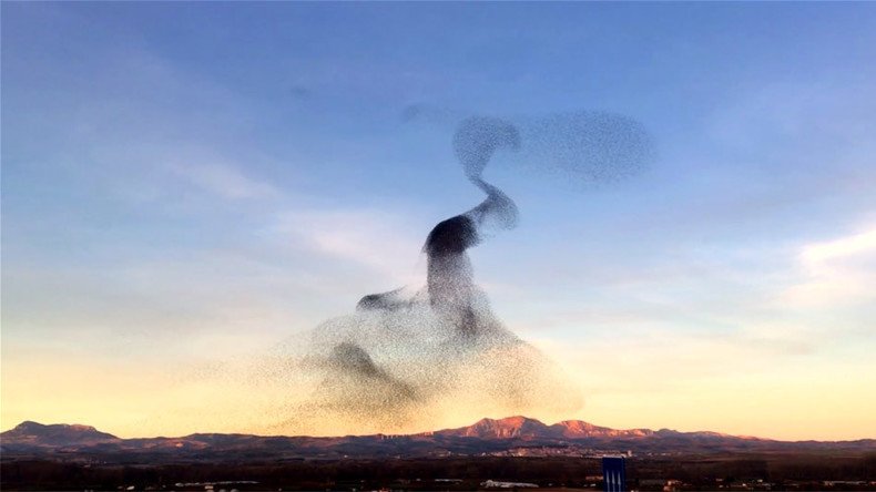 Huge flock of birds ‘dance’ in unison in mesmerizing show of nature (VIDEO)