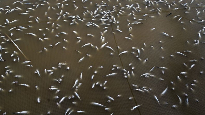 The floating dead: Massive fish kill in Baltimore rivers