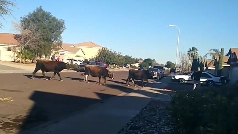 Steer clear! Bull run on the streets of Phoenix (VIDEO)