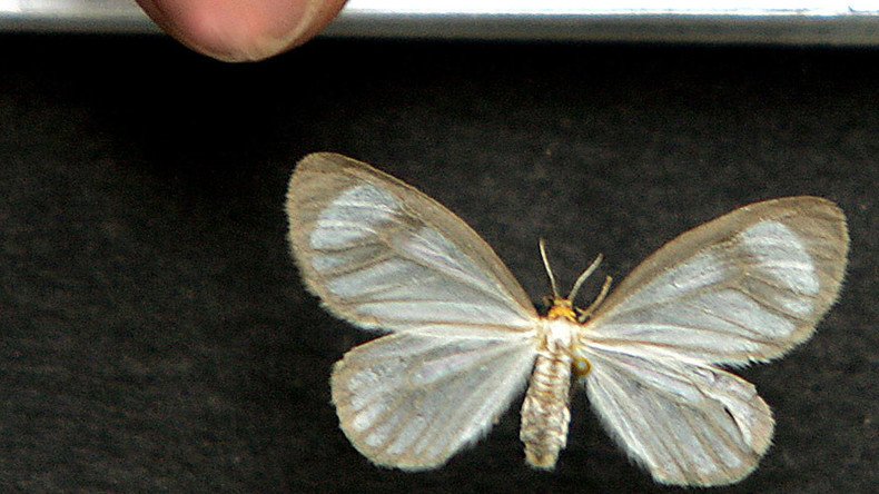 Cocaine-eating moths? British govt mooted unusual plan to fight Latin American drug barons