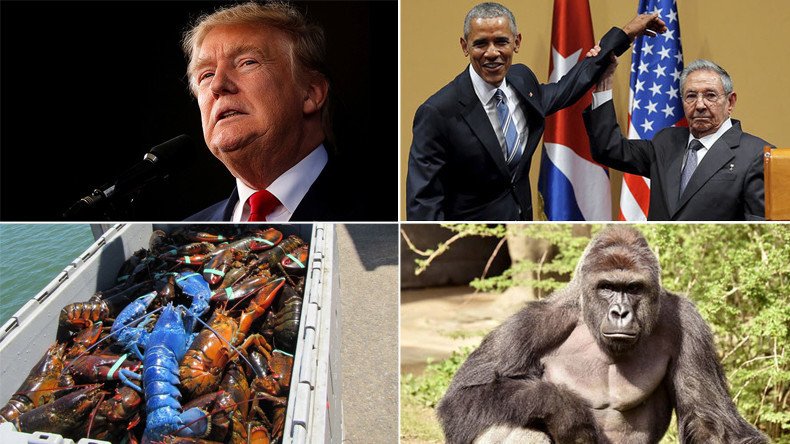 ‘UFOs,’ Harambe & Obama left hanging: RT’s biggest viral stories of 2016