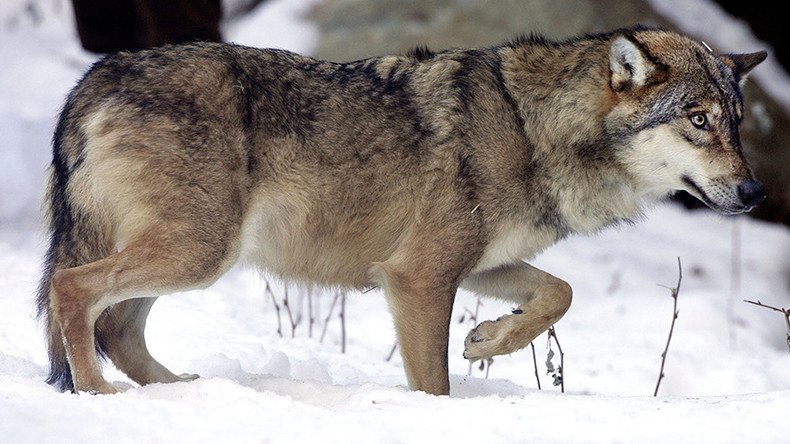 Swedish court gives green light for controversial wolf hunt