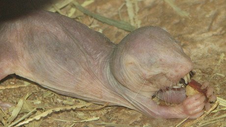 Google believes the secret to longevity may lie in naked mole rats