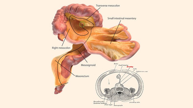 New human organ discovered, purpose of ‘mesentery’ unknown 