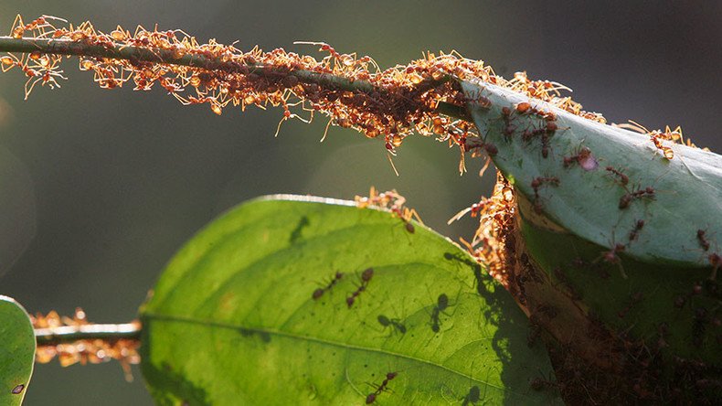 Woman dies after being tied to poisonous ant’s nest in apparent case of mistaken identity