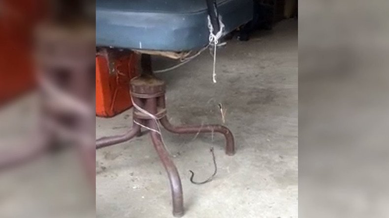 Rare footage captures snake & spider in deadly backyard battle (VIDEO)