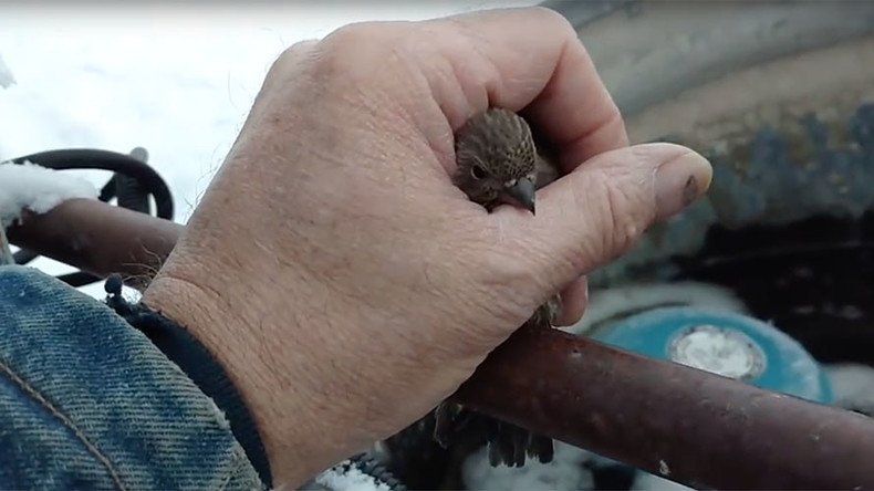 ‘Delightful way to start new year’: Act of kindness frees tiny bird frozen to fence (VIDEO)