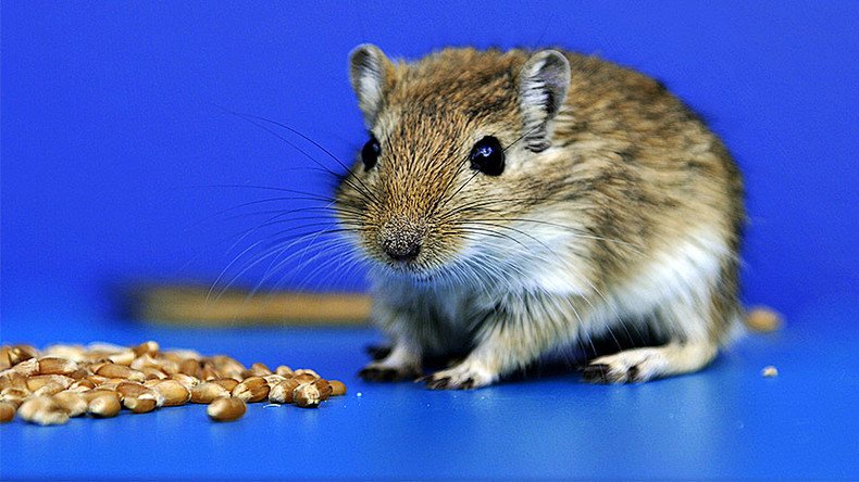 Mice turn into killers when brain circuit is triggered by laser