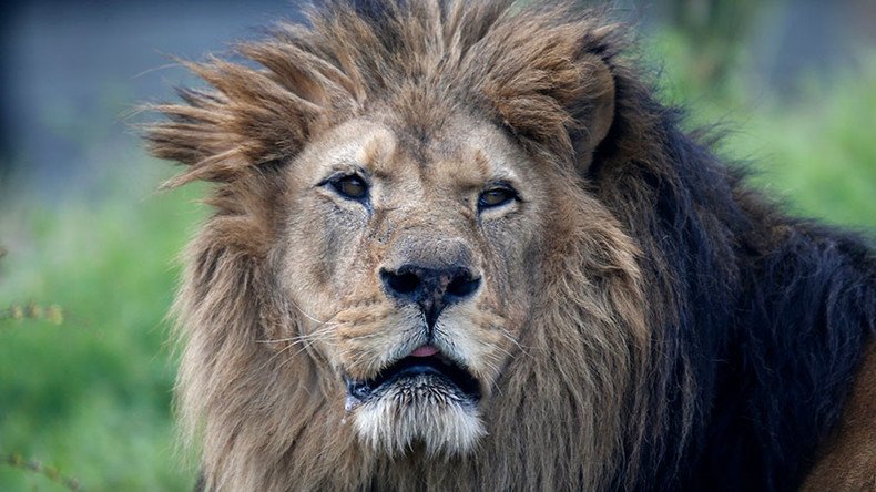 3 lions maul 2 men to death in ferocious attack in Jordan