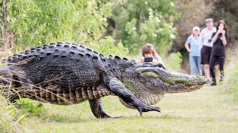 Monster alligator stuns onlookers during casual stroll in Florida (VIDEO)
