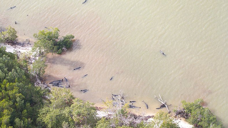82 false killer whales dead and further 13 stranded off Florida coast (PHOTOS)