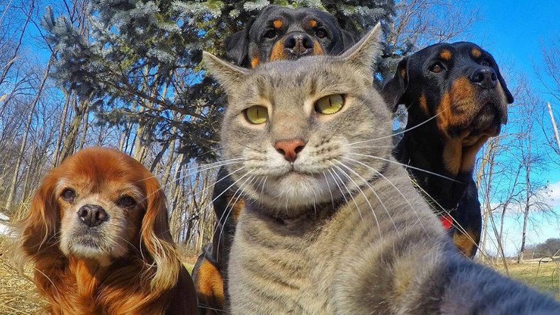 Are you kitten me?: Selfie Cat’s superior snaps are pawsitively purrfect (PHOTOS)