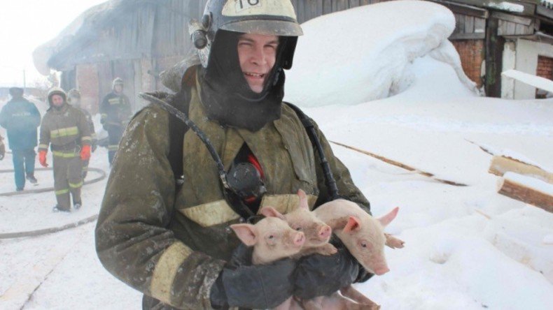 Off the menu: Russian firefighters save 150 pigs & piglets from barn fire (VIDEO, PHOTOS)
