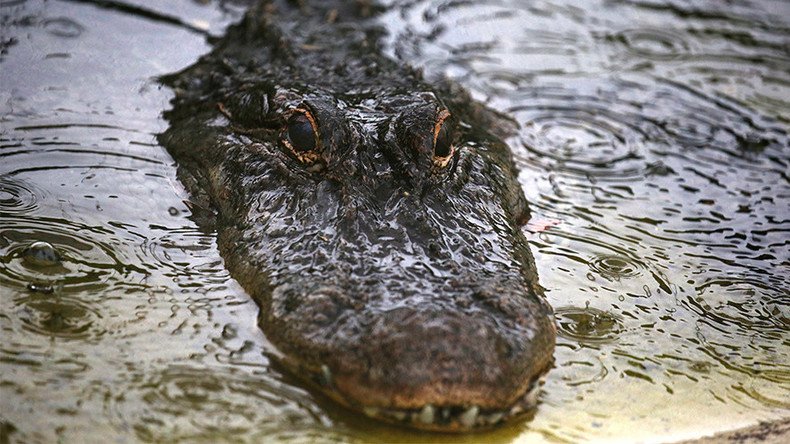 Tourists scramble for cover as alligator crashes Everglades boat tour (VIDEO)