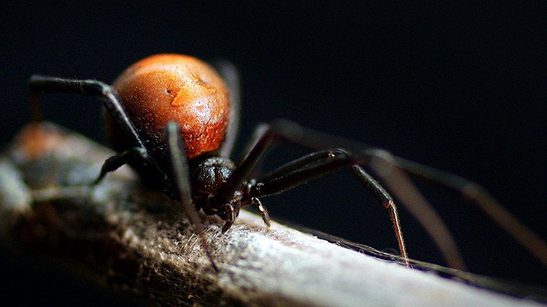 'We need to milk spiders': Zoo asks public to capture deadly arachnids (VIDEO)