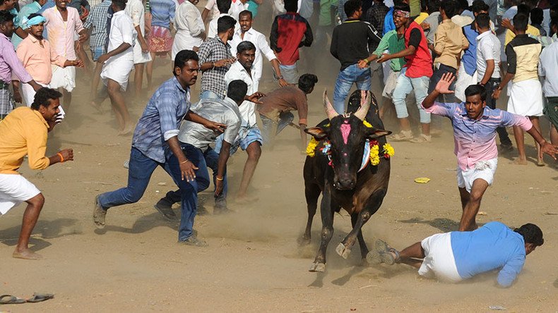 Indian state backs traditional bullfighting despite recent deaths