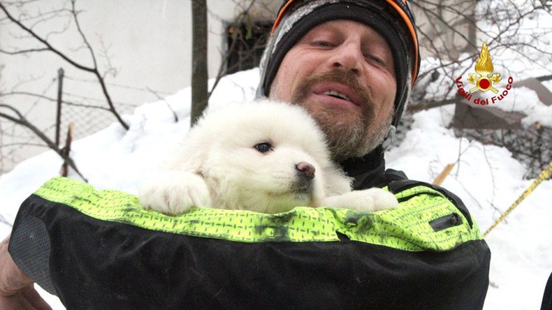 Puppies survive deadly Italian avalanche, rescued after 5 days under rubble (VIDEO)