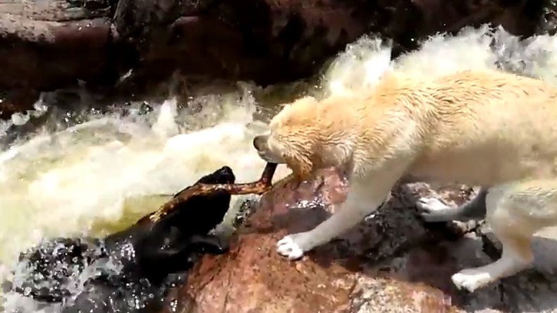 Stick together: Dog rescues fellow canine from choppy waters (VIDEO)