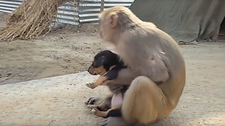 Monkey goes bananas for stray puppy (VIDEO)