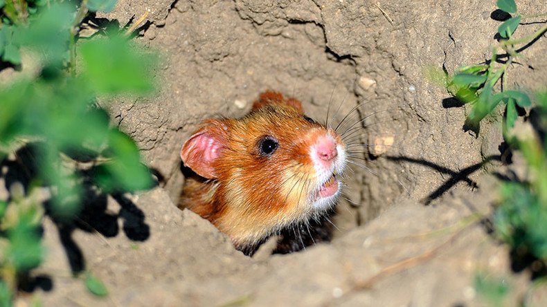 Corn diet is turning French hamsters into erratic cannibals – research