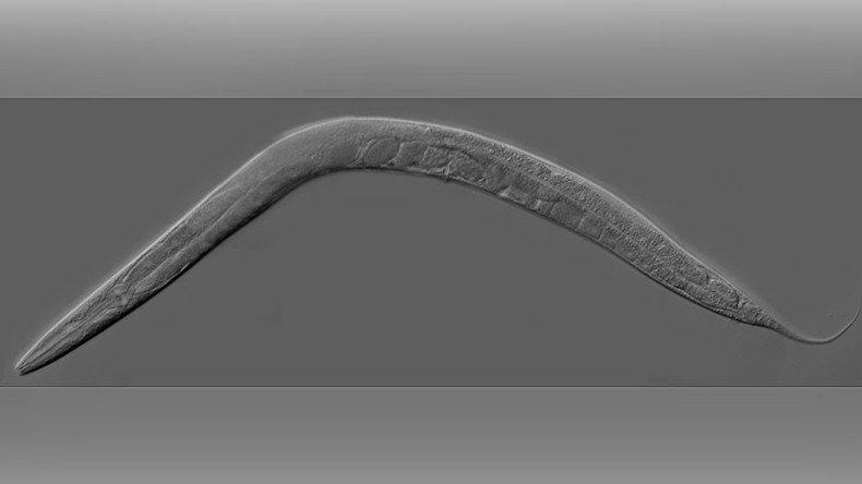 Effortless fat loss could soon be a reality thanks to roundworms