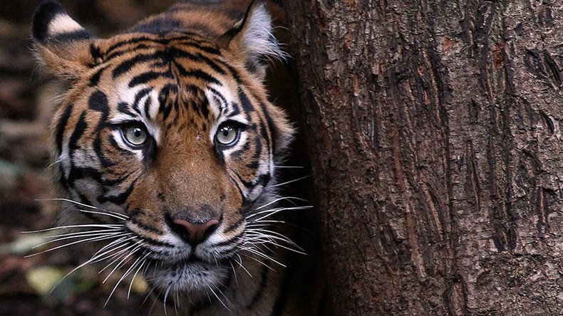 Tourist mauled to death in brutal hour-long tiger attack in Chinese zoo  (GRAPHIC VIDEO) — RT Viral