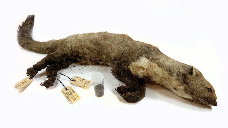 Stuffed goes the ‘weasel’: This scorched creature put CERN out of action (PHOTOS)