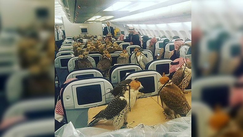 Astonishing pets on planes: Saudi royalty buys airfare for 80 falcons (PHOTOS)