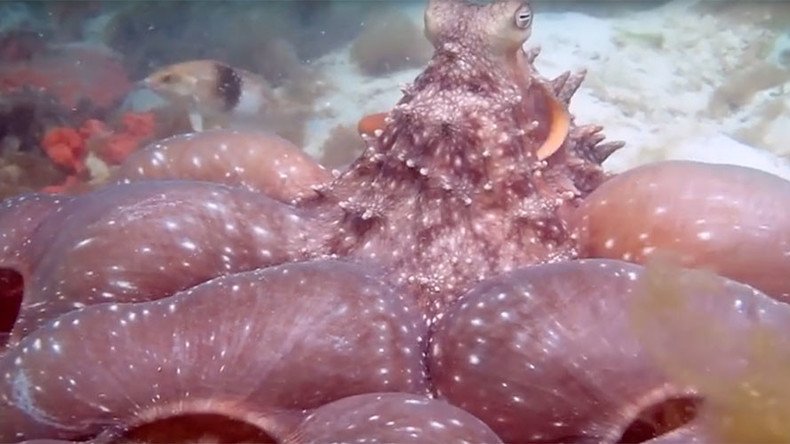 An octupus doesn't share: Fierce creature pursues diver for interrupting dinner