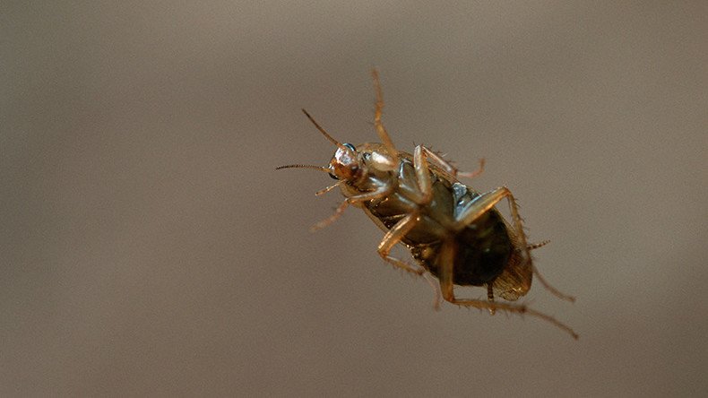 Live cockroach pulled from woman’s head after 12 hours (GRAPHIC VIDEO)