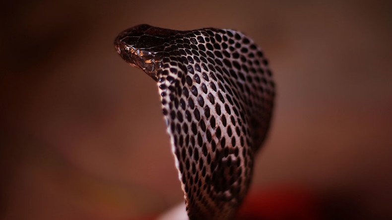 Snake rescuer dies after kissing cobra for photo stunt